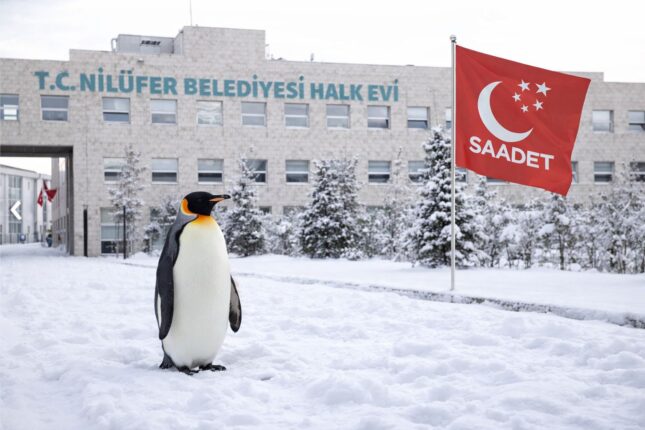 Penguen Metaforu Yerel Siyasete Taşındı