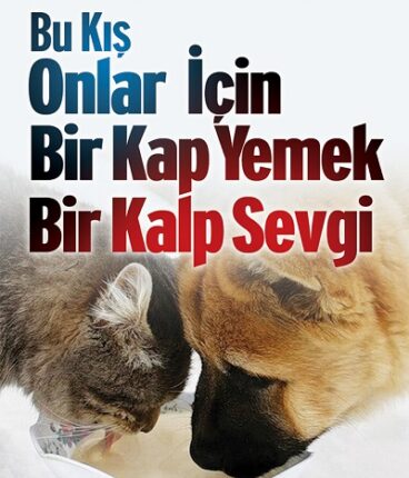 Büyükşehir Kent Konseyi Hayvan Hakları Grubu’ndan Anlamlı Dayanışma