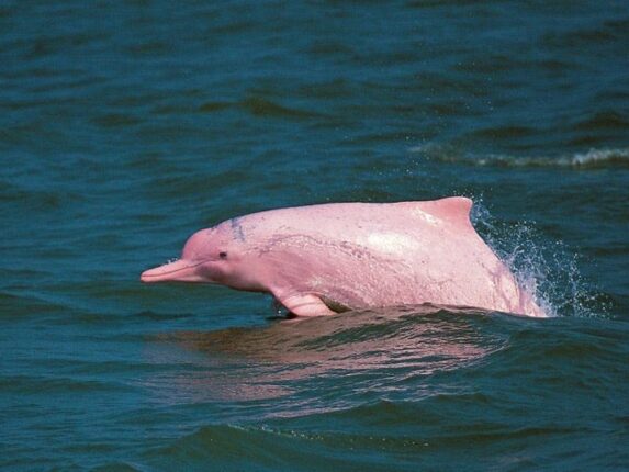 Karaburun Açıklarında Görülen Pembe Yunus İlgi Odağı Oldu