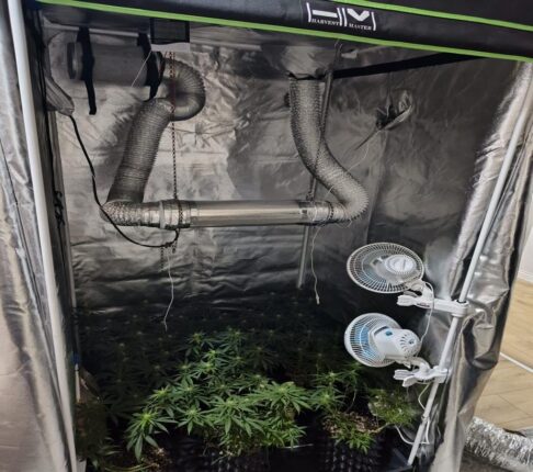 İnegöl’de Uyuşturucu Operasyonu: 17 Kök Hint Keneviri Ele Geçirildi