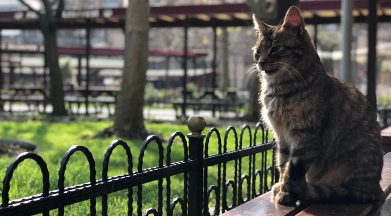 Bursa’da Can Dostlar İçin Anlamlı Buluşma