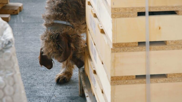 Gümrük Muhafaza Türkiye