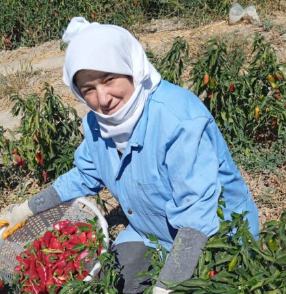 Tarladan sinemaya uzanan yol   Uşaklı Yörük Sultan sinema yolunda