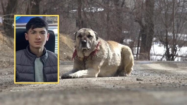 Yozgat’ta Sokak Köpeği Saldırısı Sonrası Düşen 16 Yaşındaki Çocuk Hayatını Kaybetti