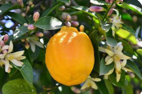 PORTAKAL ÇİÇEĞİ FESTİVALİ VE EMEKLİLER