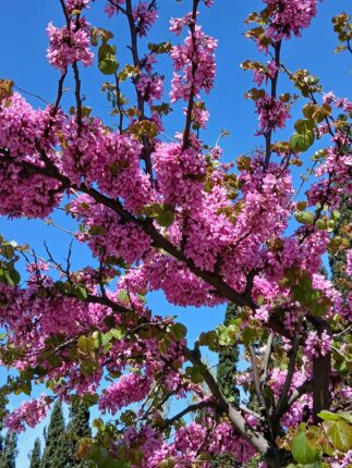 ERGUVAN GÖLGESİNDE ZAMAN