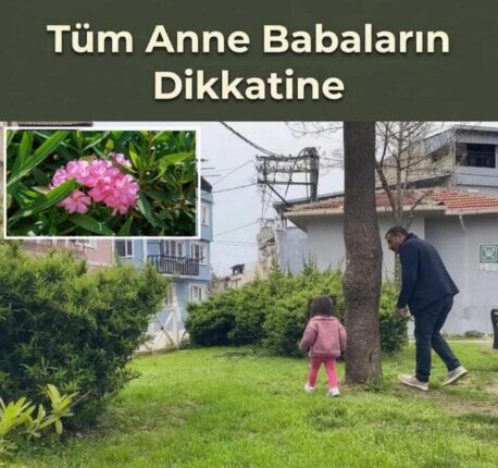 Bursa’da Parkta Tehlike: Zehirli Bitki Faciası Son Anda Önlendi