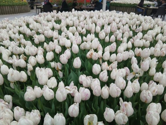 LALELER ARASINDA ZAMANIN DURUŞU