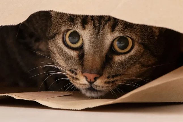 “Merhamet Ne Zamandan Beri Suç?” — Bursa Gürsu’daki Site Tartışması Gündemde