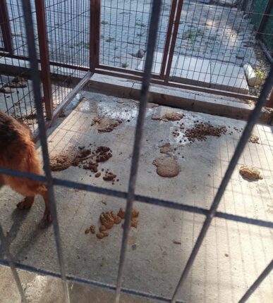 Gemlik Umurbey Rehabilitasyon Merkezi’ne ilişkin görüntüler tepki çekti: Hayvanseverlerden belediyeye açıklama çağrısı